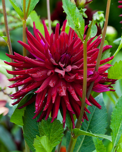 DAHLIA NUIT D'ÉTE 10 kusov